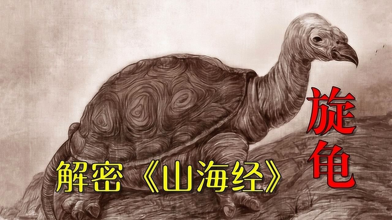 解密山海經第3期幫大禹治水的旋龜是什麼生物