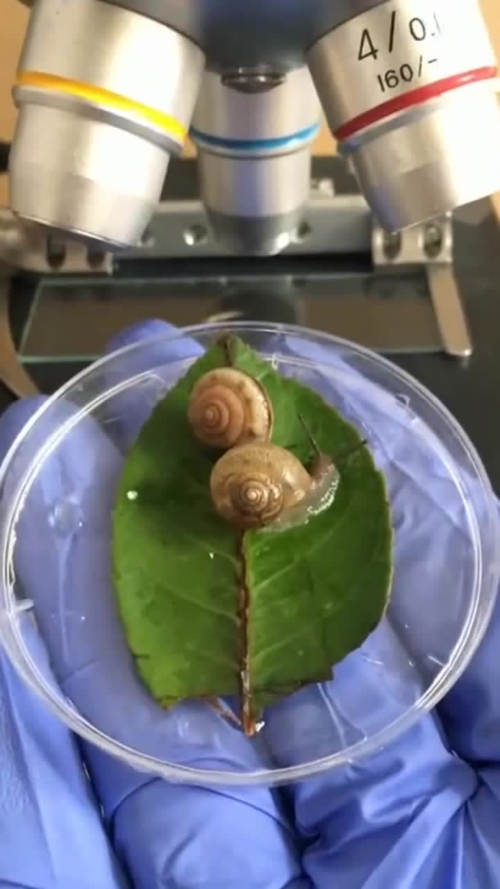 把蜗牛放到显微镜下,放大后看到这一幕,这些小气泡是啥啊_腾讯视频