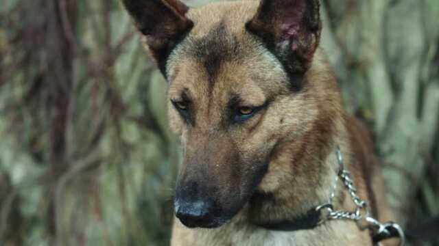 警犬:公安局来了一只新警犬,老警犬嫉妒的小眼神太可爱了