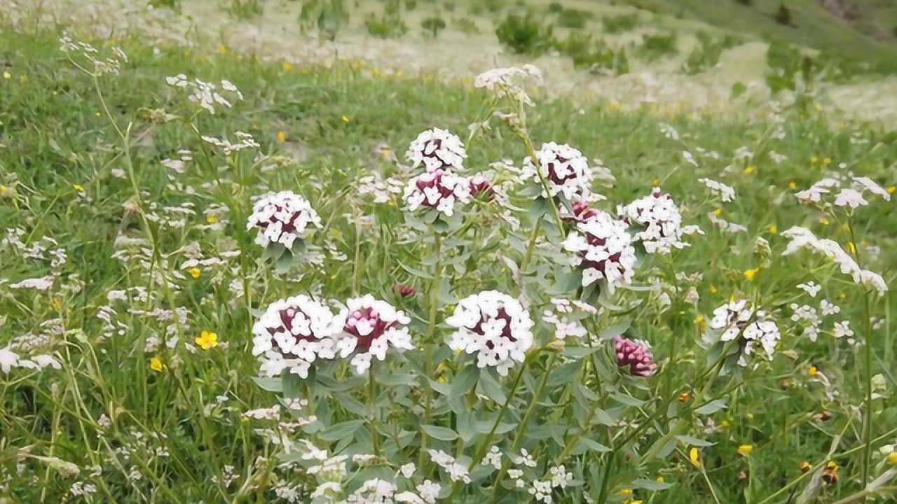 狼毒長在高山草坡,花美藥強,根具有極高的藥用價值