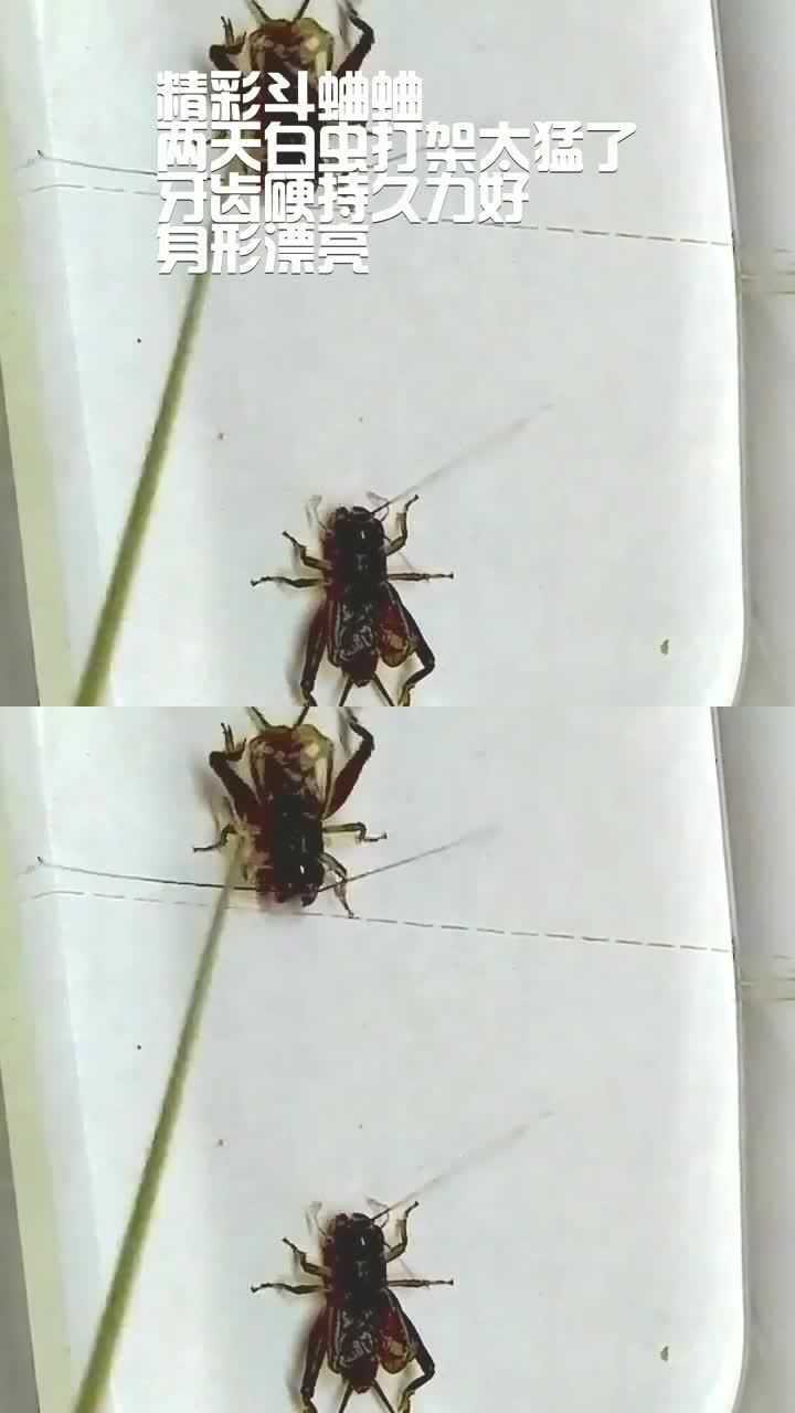 精彩斗蛐蛐,两天白虫打架太猛了,牙齿硬持久力好,身形漂亮
