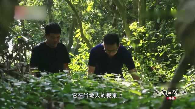 老广的味道:整个蛤篓都是宝,花可以做调料,根可以炖汤