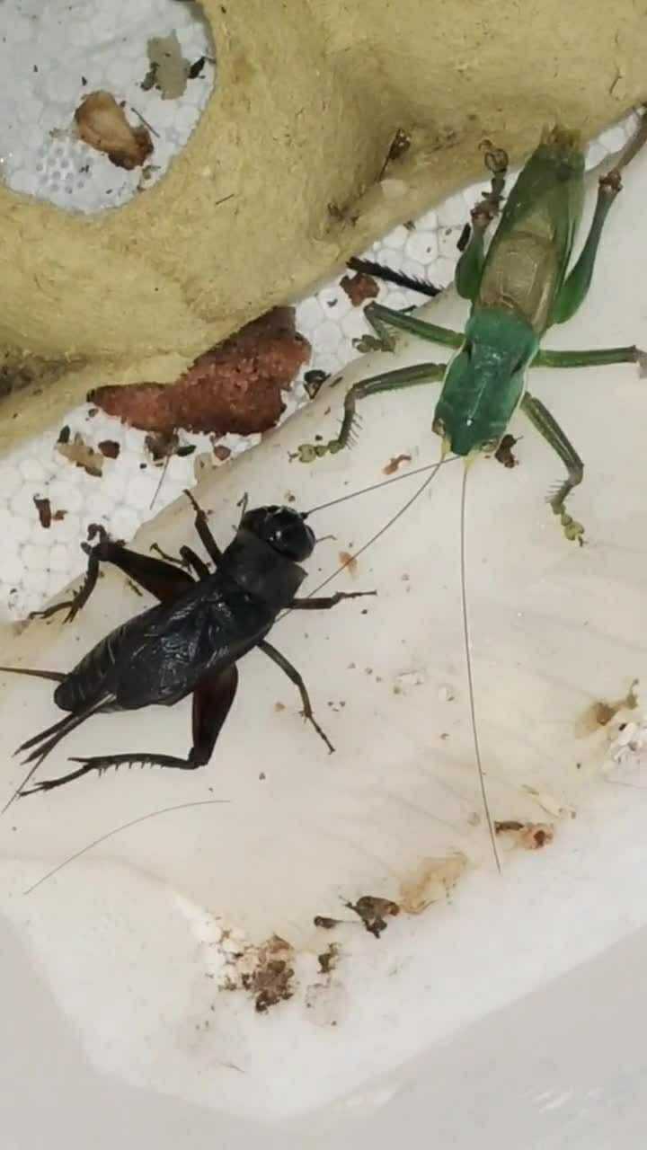 还以为这两个蝈蝈会打架呢没想到绿蝈蝈直接就怂了