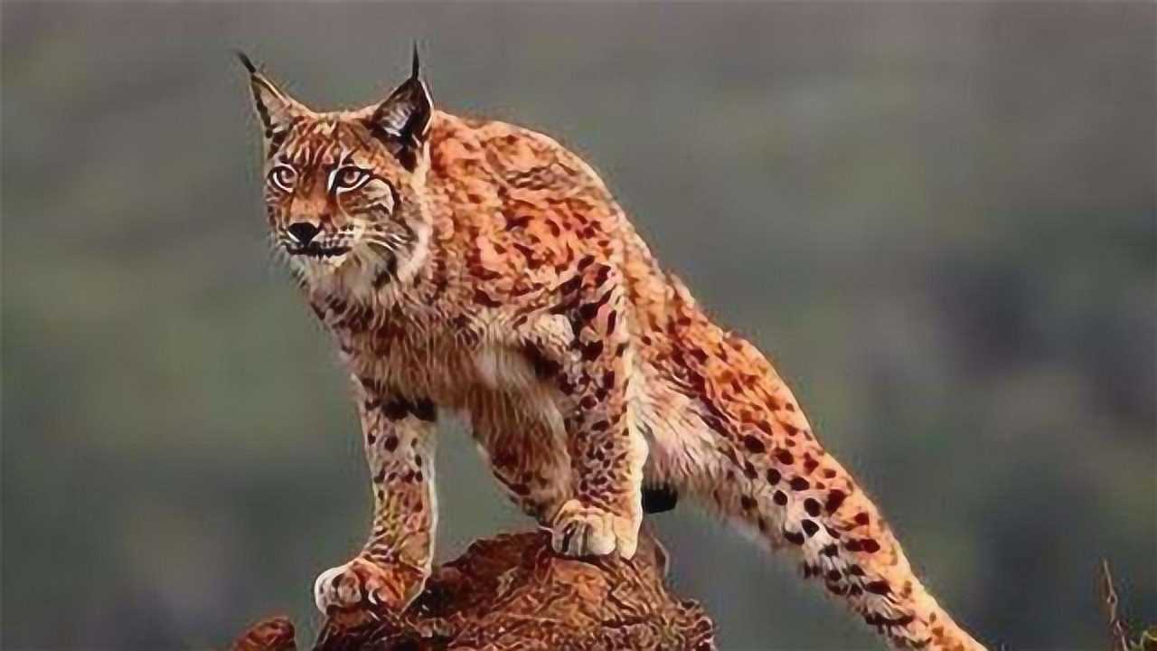 猞猁被称为狼的天敌?单挑瞬间秒杀狼,说出来你们可能不信!