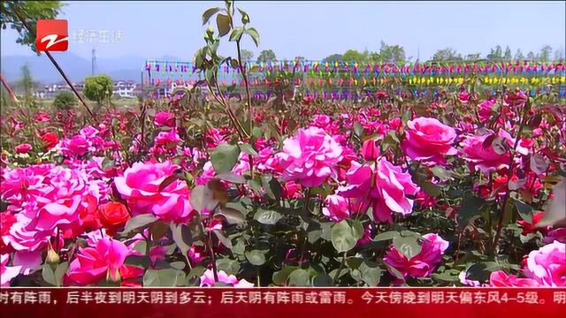 浙江多地花海盛开 农家乐采摘人气旺