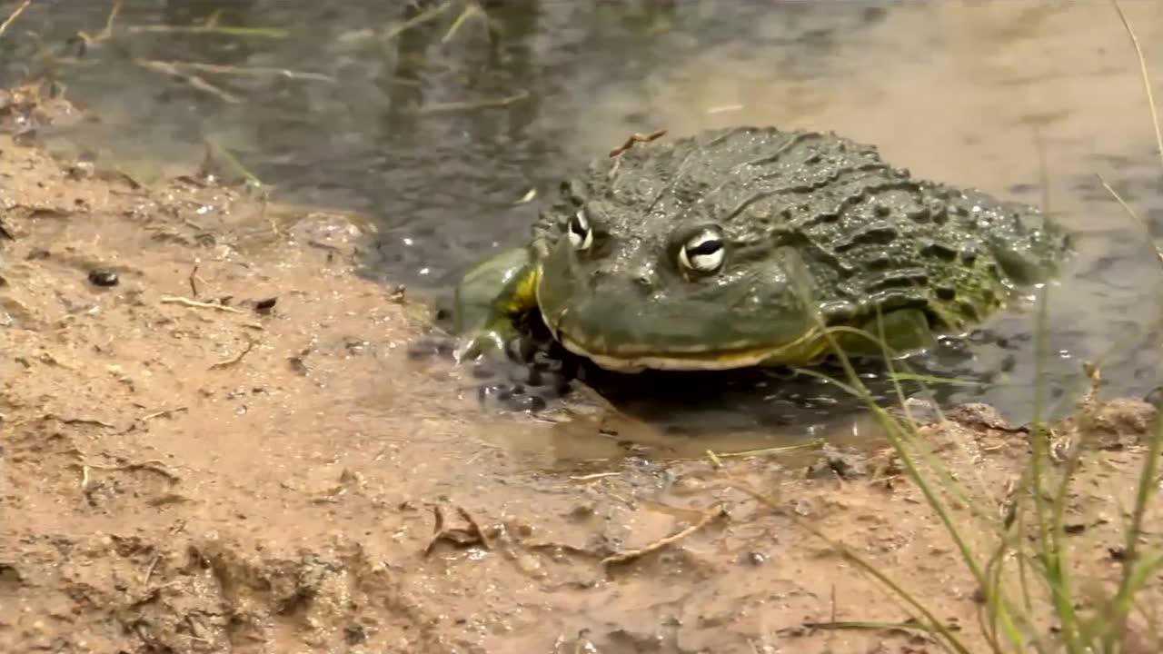 世界最大牛蛙, 一次上万只, 密集恐惧者勿入