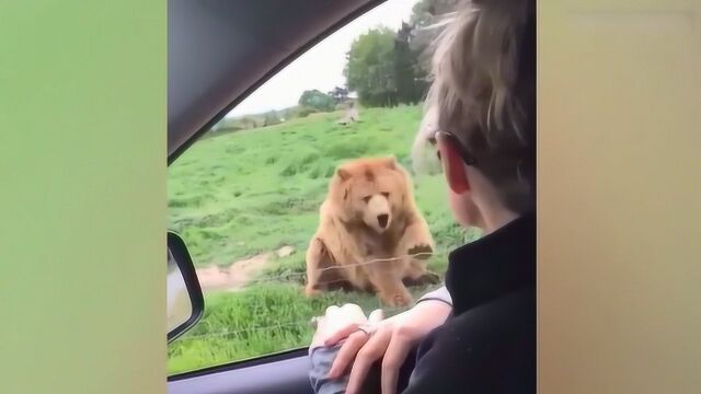 搞笑合集:狗熊看着路过的游客都没起身,懒得搭理