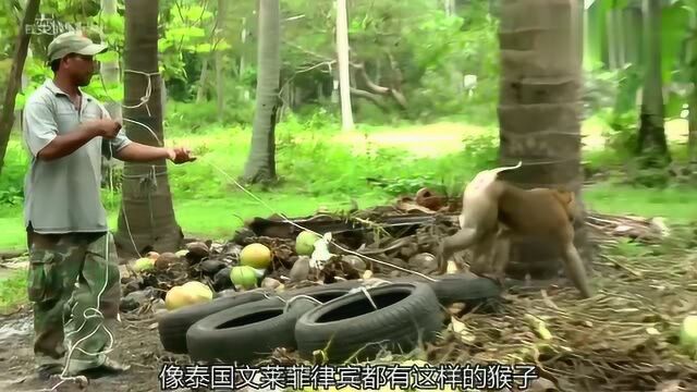 猴子摘椰子每年为果农省千万工钱,速度快果子完整,世代相传摘果猴