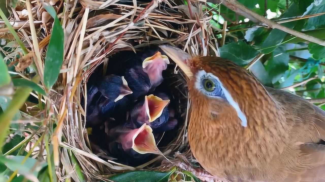 画眉鸟妈妈太难了,一窝雏鸟嗷嗷待哺可食物却有限,看它会怎么分