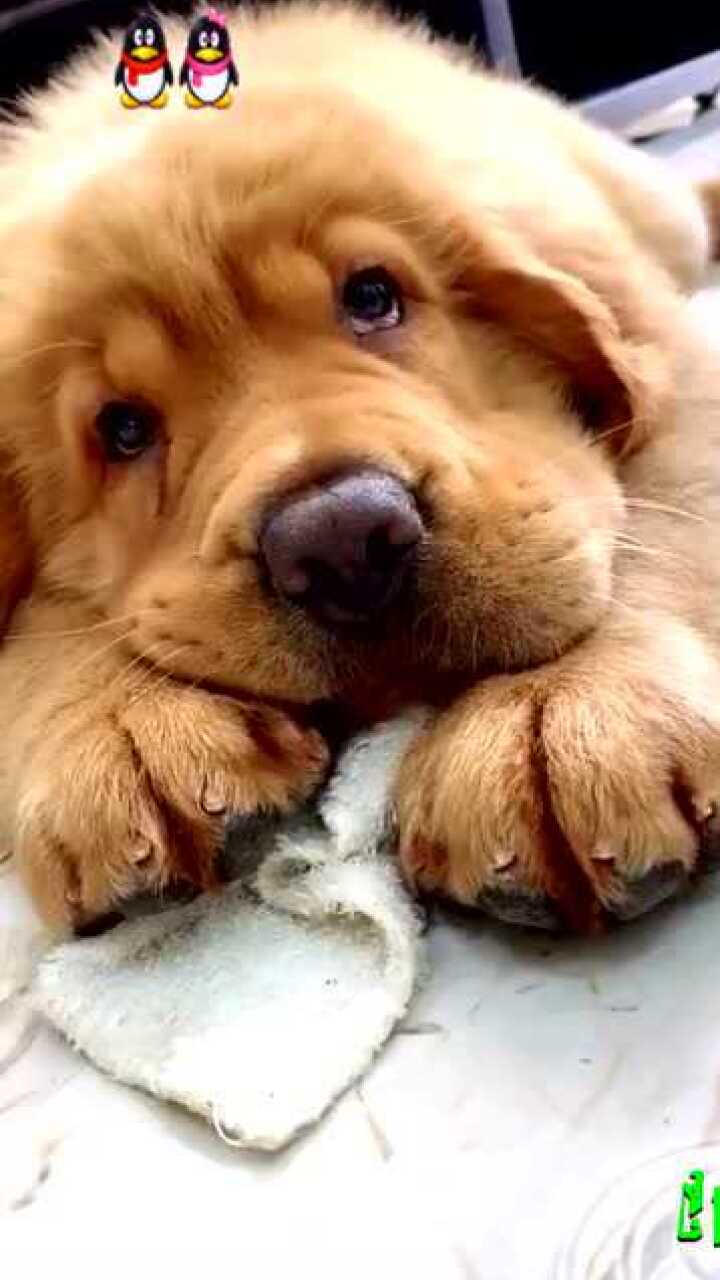 长的都招笑,憨憨的小眼神,可爱极了