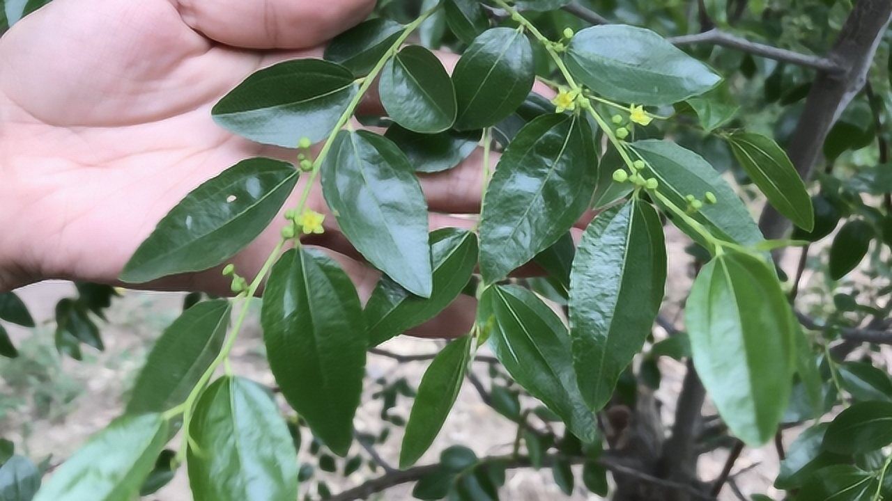 枣树叶的妙用厉害了很多人不知道它的好处一起了解下吧