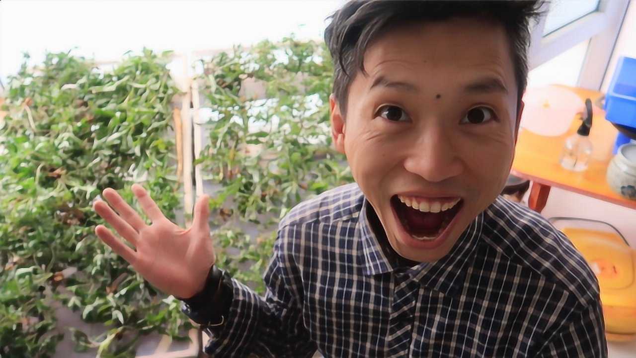 春天采收到的野菜老鹳草刺儿菜晒干存储留着冬天吃