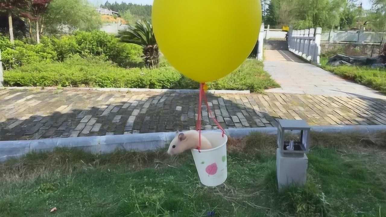 主人用纸杯气球给仓鼠做飞行器让仓鼠在空中飞起来下一秒憋住别笑