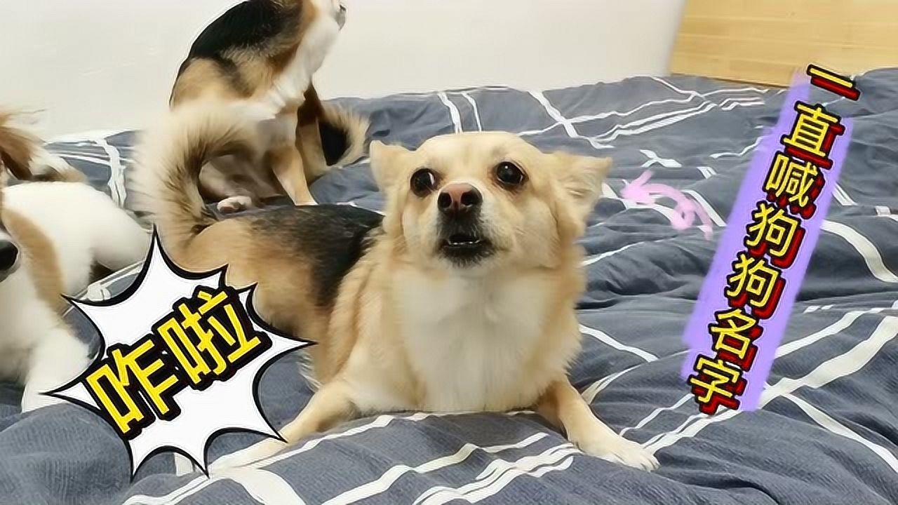 主人一直喊狗狗名字狗狗竟然会回应主人一声接一声急得快哭了