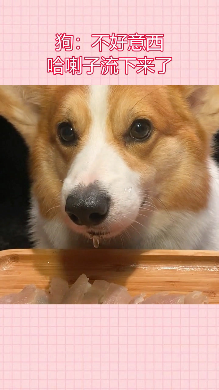 小狗流口水了.