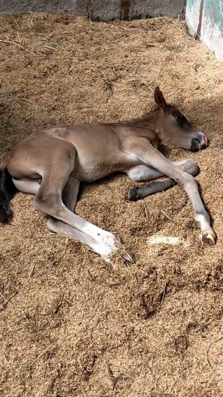 给大家看看刚出生的小马儿,小巧可爱颜值真是太高了