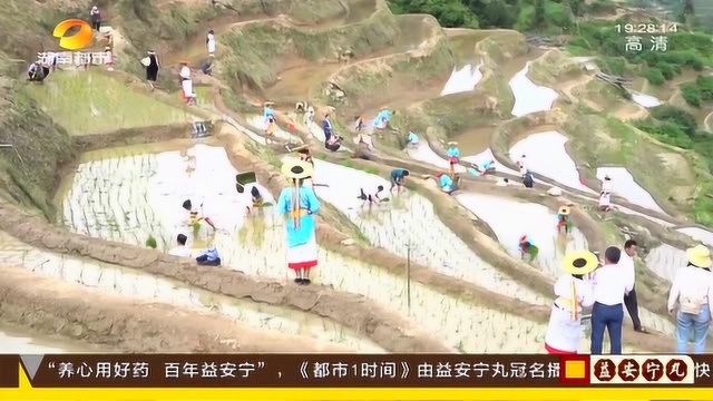 怀化:山背花瑶梯田景区举办首届插秧节 优化文旅环境助力脱贫!