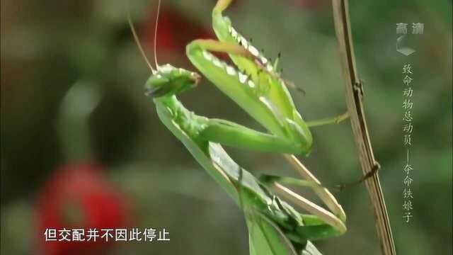 致命动物:雌性螳螂看似无辜却凶狠,为何雄性螳螂没头还可以繁衍