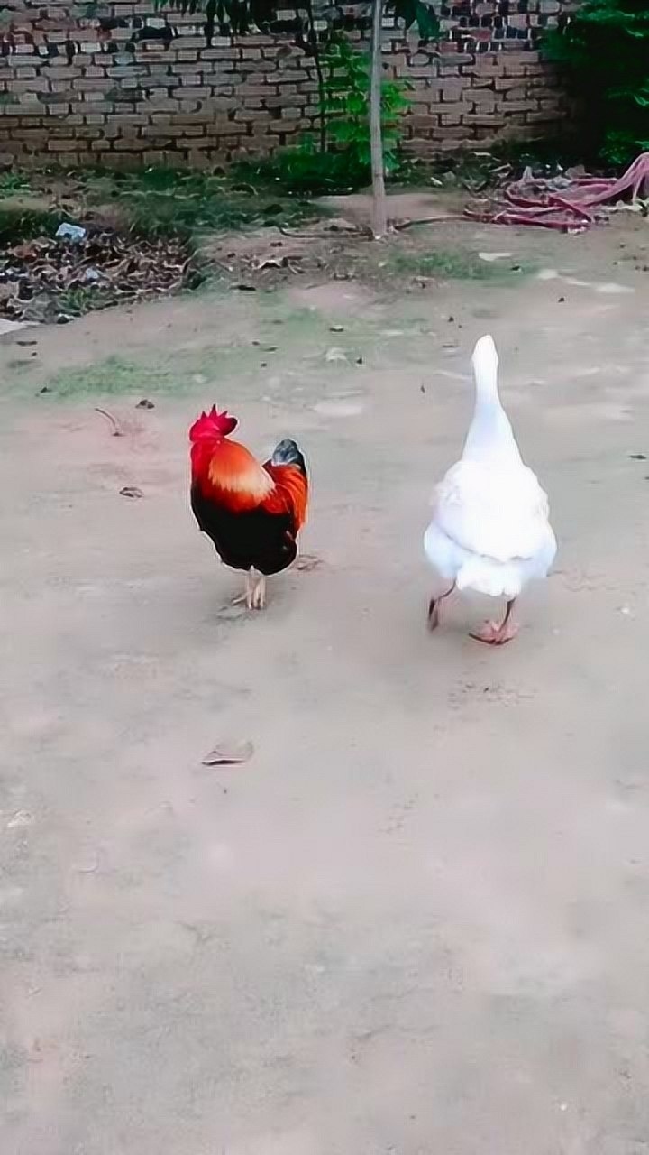 公鸡和鸭子成了最好的朋友,公鸡很坏