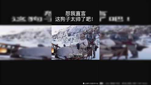 野性呼唤：狗子拉雪橇，这也太帅了吧！