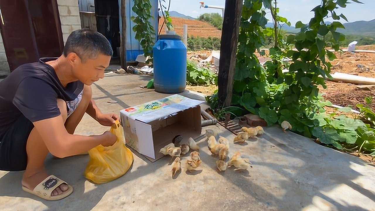 兄弟俩到农村生活从镇上买了20只小鸡仔来养大哥说能活一半就不错了