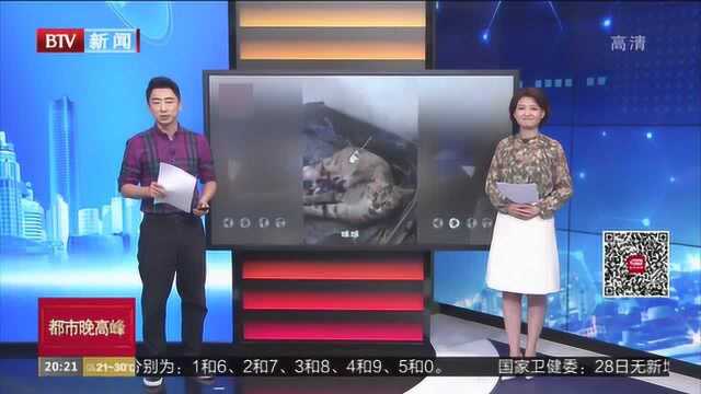 安徽合肥:可爱!猫咪和主人对话走红网络