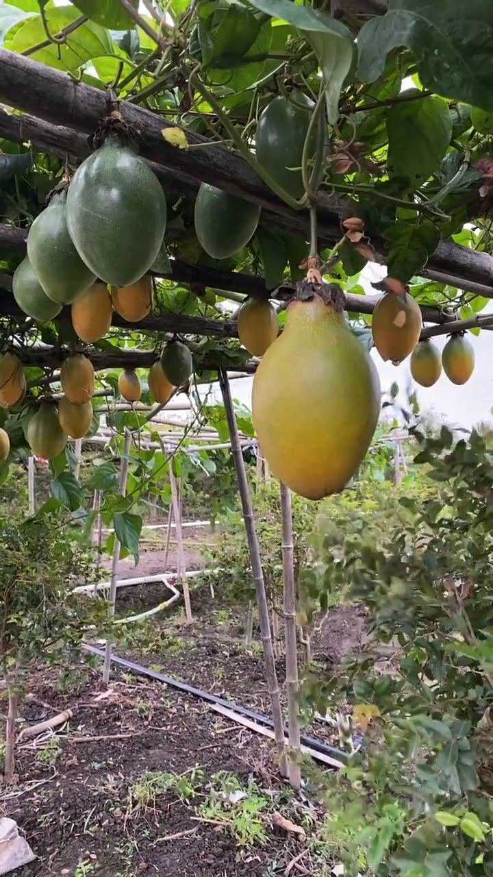 香蜜百香果单果重12斤重果肉香甜可口纯甜不酸