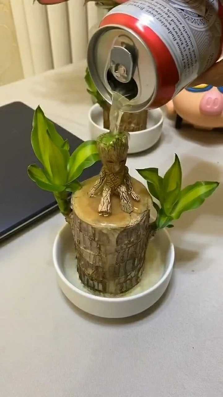 其实巴西木的养殖方法也是非常简单的只要用心就可以哦