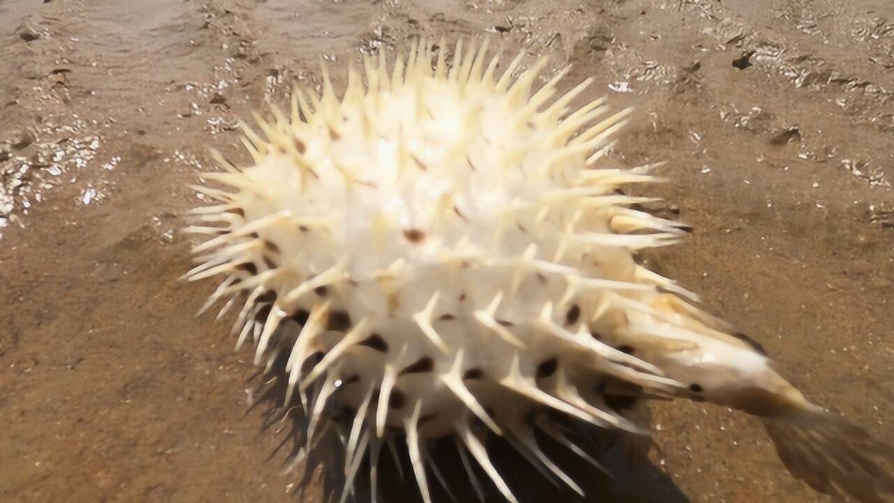大洋赶海捡到一只刺豚拿起来特别扎手,礁石区海螺泛滥后悔来晚了_腾讯视频