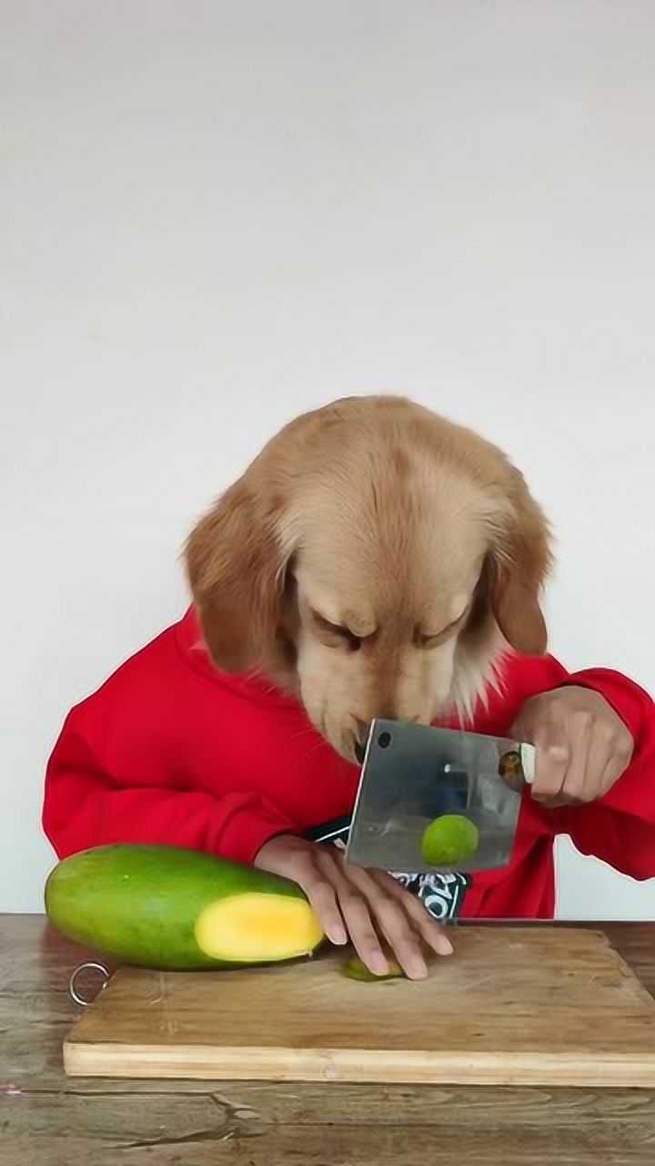我家狗子终于会自己切芒果了!