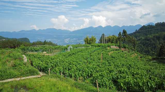 蚕桑产业破茧化蝶——奉节县新民镇以特色产业破题中高山发展困局