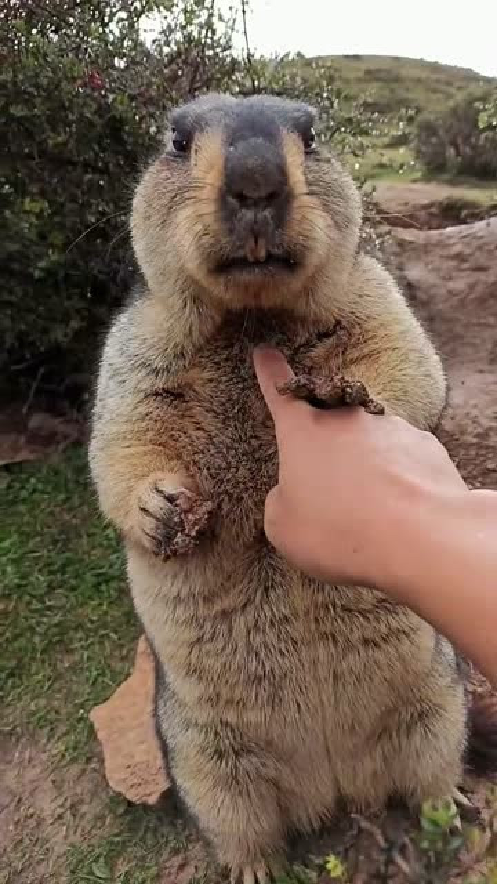 土拨鼠太可爱了,这憨厚的样子,网友:像极了他老丈人!