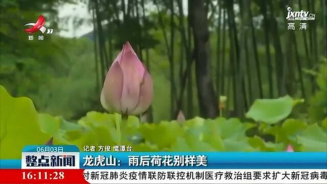 龙虎山:雨后荷花别样美