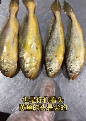 梅童鱼和小黄鱼长得很相似但确实不一样