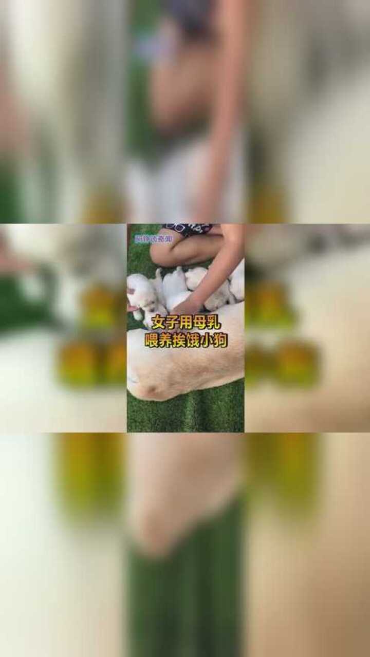 女子用母乳喂养挨饿小狗惹争议网友表示接受不了