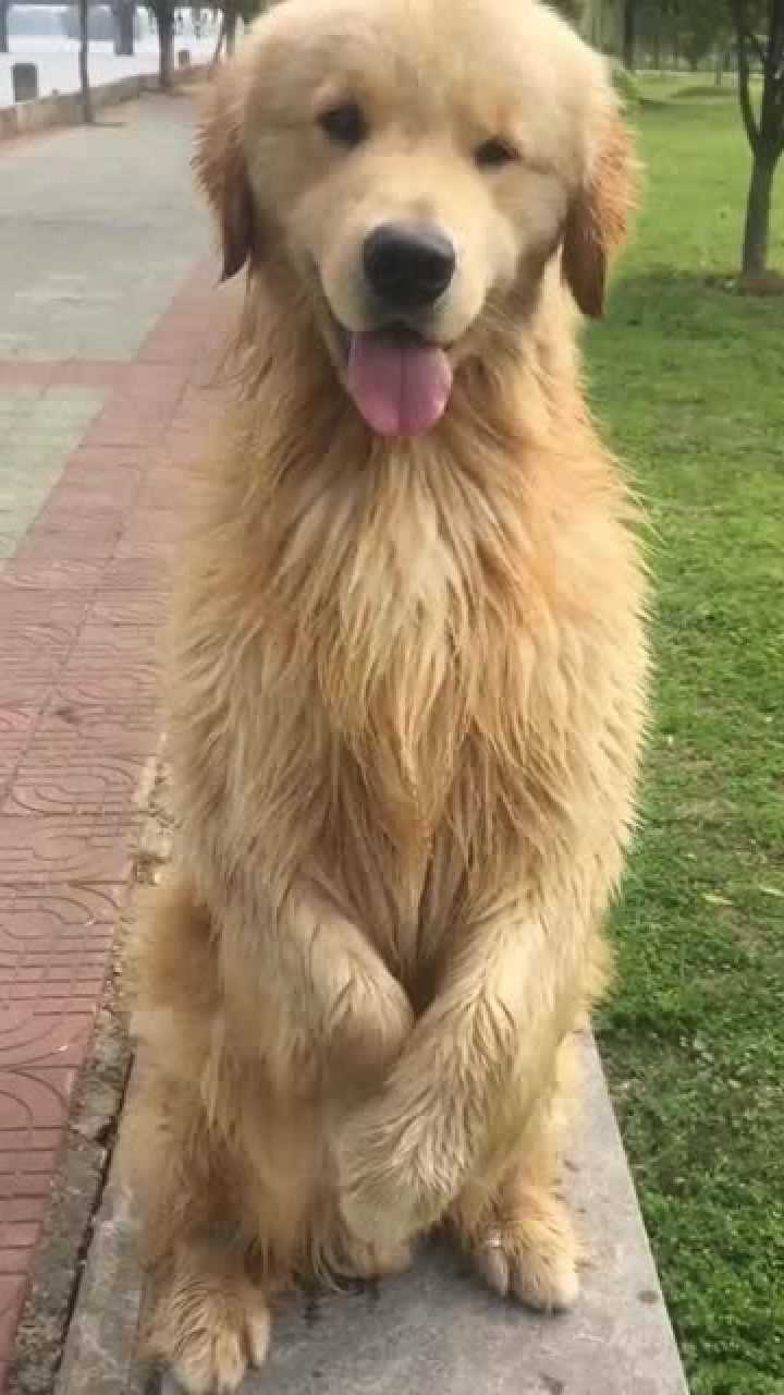 这只毛孩真是单眼皮诶!