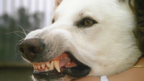 电影《白狗》，白人训练白狗去攻击黑人，最终酿成了大祸