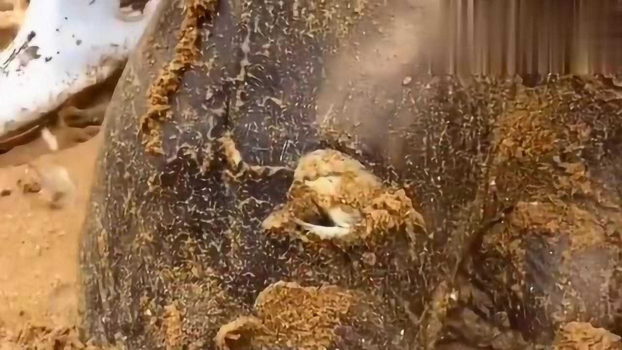 海边挖到的老板鱼这个笑脸看起来真可爱网友只有老板才配吃