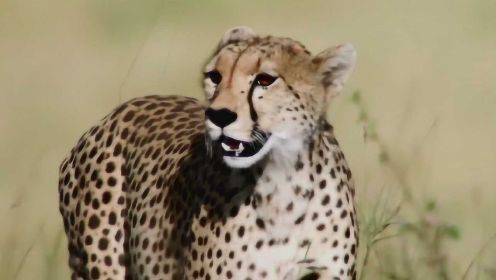 猎豹奔跑时速可达120公里！却成了非洲最濒危的大型猫科动物！