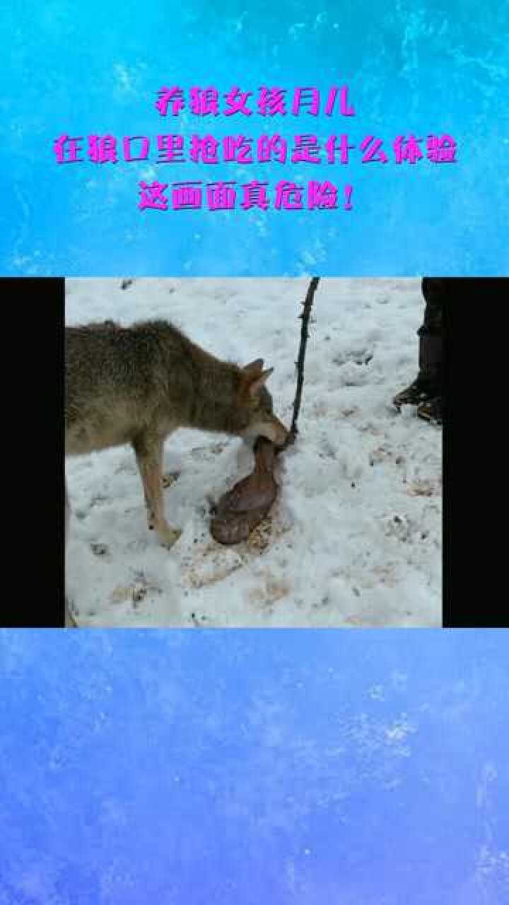 养狼女孩月儿,在狼口里抢吃的是什么体验,这画面真危险!