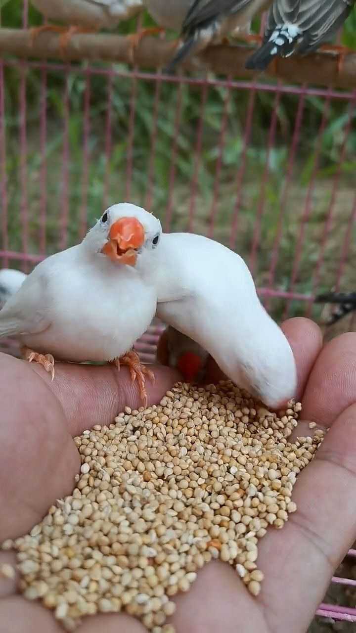 白色珍珠鸟长得有点像白鸽子就是头有些小