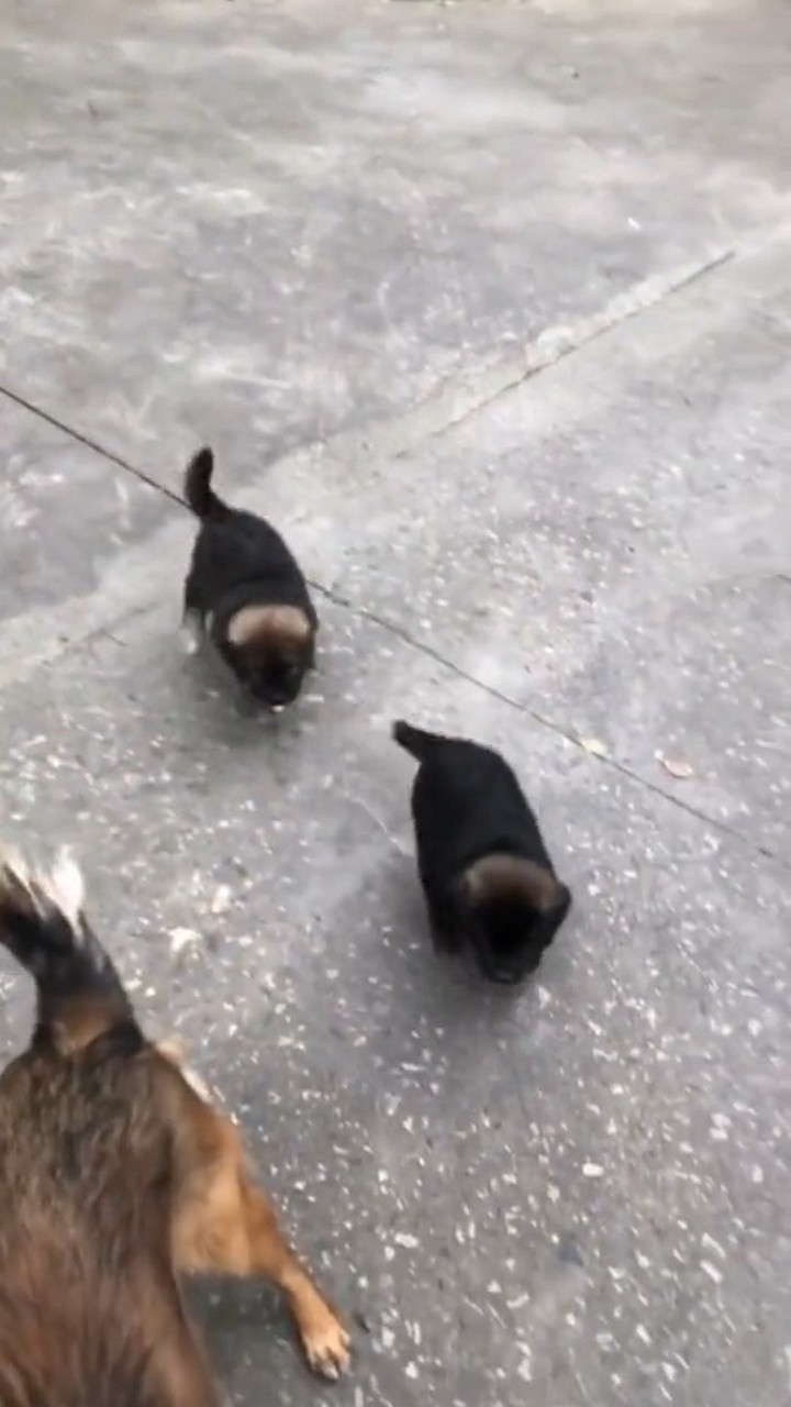 小区里每天的必经之路都会有三只恶犬骂骂咧咧的跑出来抱住腿就开始