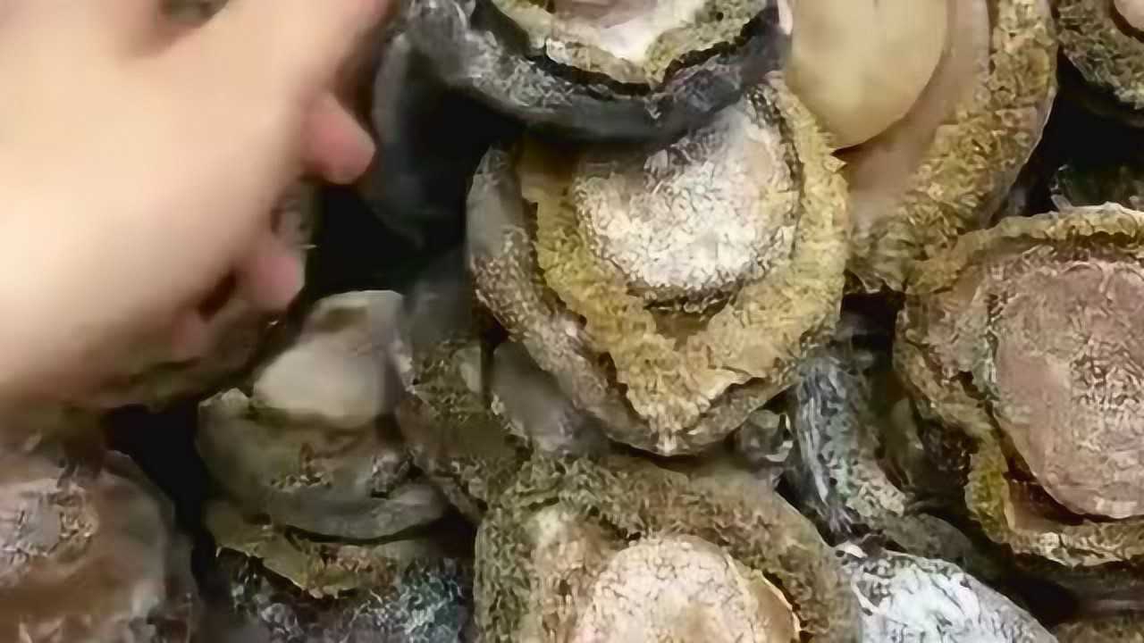 别人说这是发霉,鲍鱼也能发霉成这样,总感觉有点不切合实际!