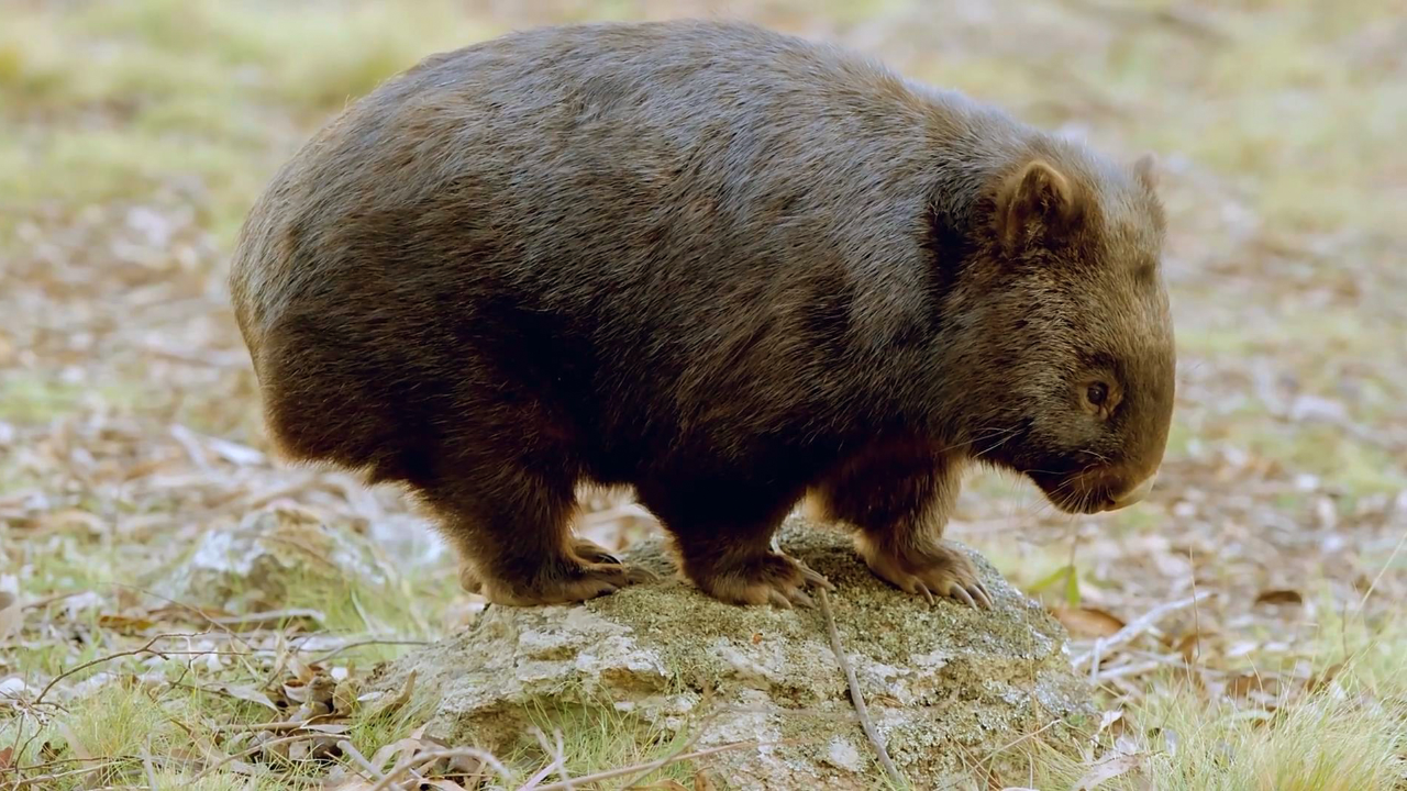 澳大利亚特有的宝宝,这些动物的奇葩行为,让我忍不住笑出了声