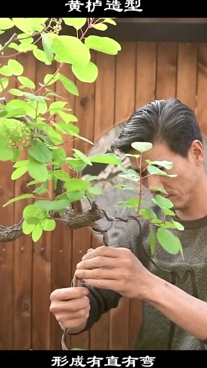 一起学盆景第299期黄栌盆景造型