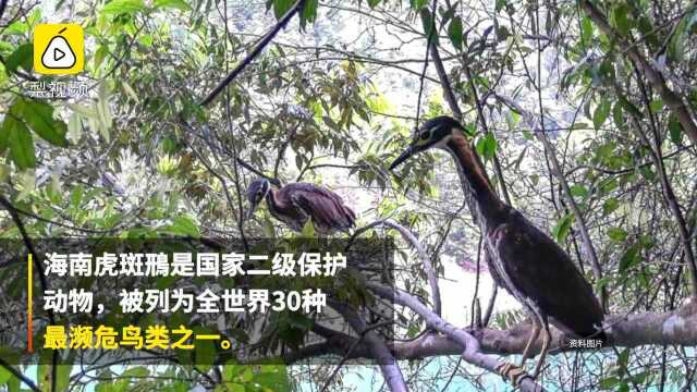 广东监测到海南虎斑鳽,被称为“世界上最神秘的鸟”