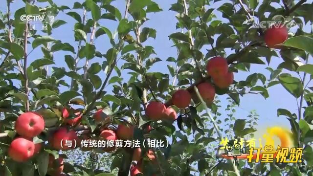 昭通苹果采用高光修剪法,提高亩产1000到2000斤以上