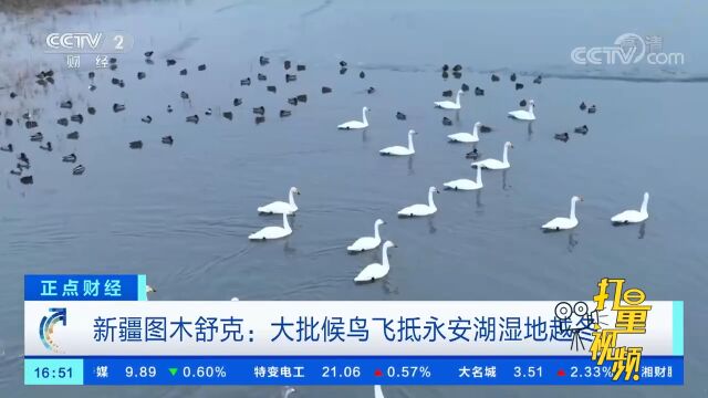 新疆图木舒克:大批候鸟飞抵永安湖湿地越冬