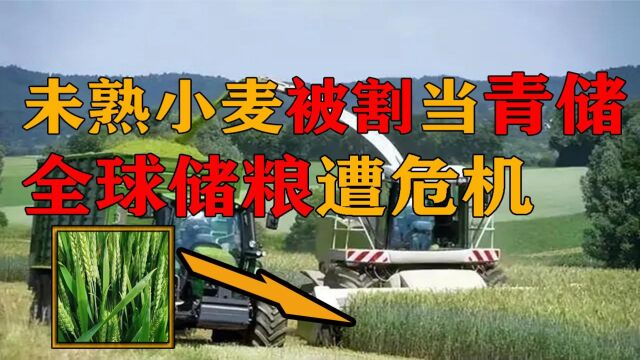 未熟小麦收割当青储,威胁全球粮食安全?一亩1500元农民抢着卖?