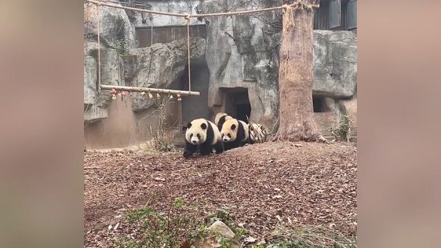 官方证实大熊猫宝新已去世 网友称3月初就没再出现过 死因正在调查